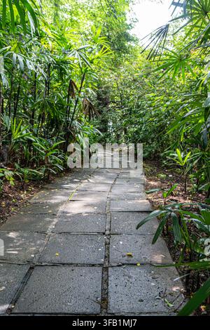 Stone pathway winding through lush tropical garden. Stock Photo