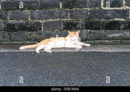 Orange and white cat resting on city sidewalk. Stock Photo