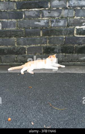Orange cat resting against gray brick wall outdoors. Stock Photo