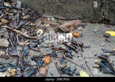 Small seashells scattered on wet sandy ground. Stock Photo