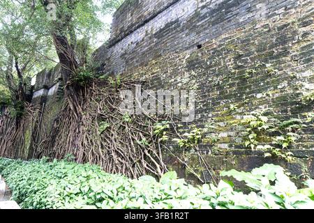 Ancient stone wall entwined with tree roots outdoors. Stock Photo
