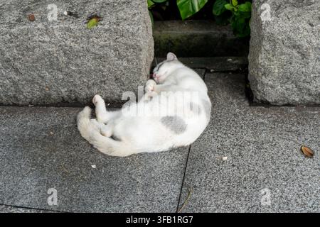 White cat sleeping on stone pavement outdoors. Stock Photo