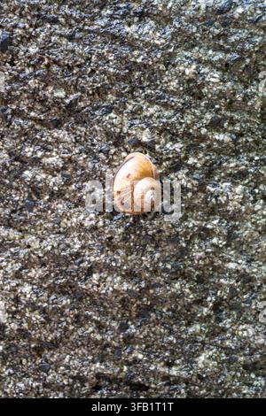 Single snail crawling on textured concrete surface. Stock Photo