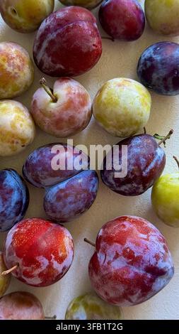 Assortment of fresh plums in different natural colors, creating a colorful seasonal fruit composition with varied textures. Stock Photo
