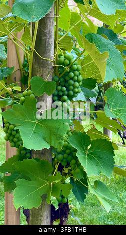 Young green grape clusters developing on a grapevine, showing early fruit growth among natural green leaves. Stock Photo