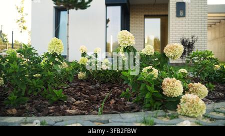 Hydrangea flowers blooming in a modern garden with landscaped yard, creating a beautiful and vibrant home exterior design Stock Photo