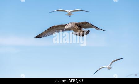 A group of three seagulls soaring against a clear blue sky. A large juvenile brown-speckled gull glides gracefully in the center, flanked by two blurr Stock Photo