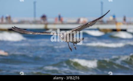 A young brown-speckled gull soaring directly toward the camera over choppy sea water. The background features breaking waves, white foam, and a heavil Stock Photo