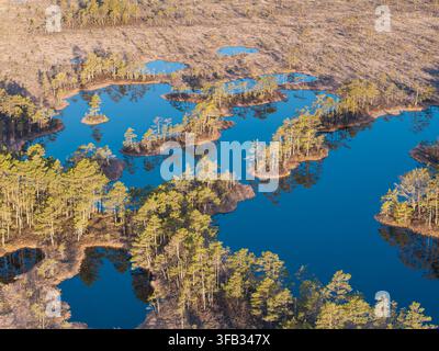 Aerial View of Peat Bog Pools and Pine-Covered Islands in Golden Evening Light Stock Photo