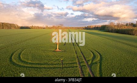 Lone Tree in Green Winter Wheat Field at Golden Hour, Aerial View Stock Photo