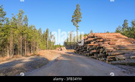 Stacked Timber Logs Along Forest Road in Managed Pine Woodland Stock Photo