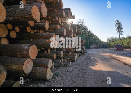 Freshly Cut Pine Logs Stacked Along a Forest Road at Sunrise Stock Photo