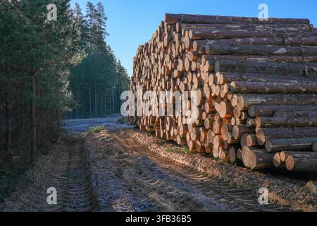 Freshly Cut Pine Logs Stacked Along a Forest Road in Latvia Stock Photo