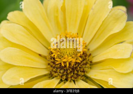 Detailed macro photograph of a yellow zinnia flower showing delicate petals and floral structures in soft natural light. Stock Photo