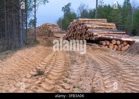 Freshly Cut and Marked Pine Logs Stored Beside a Forest Road Stock Photo