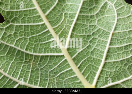 Detailed Extreme Macro View of Fig Leaf Underside Vein Structure Stock Photo