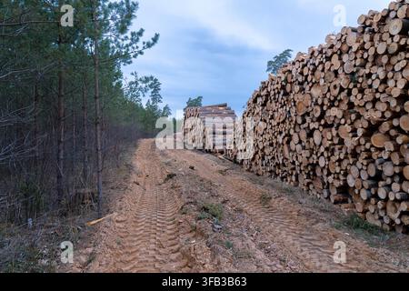 Harvested Pine Roundwood Piled Along a Rural Forest Road in Latvia Stock Photo