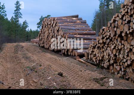 Harvested Pine Roundwood Piled Along a Rural Forest Road in Latvia Stock Photo