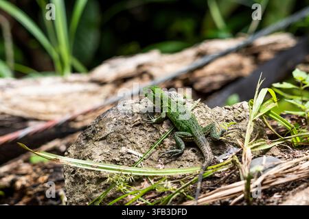 Close-up of a green tropical lizard resting on a sunlit rock amid grass and fallen wood in Costa Rica, showcasing wild reptile habitat and natural cam Stock Photo