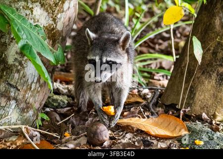 Wild raccoon forages for fallen fruit among leaf litter and tree roots on the tropical forest floor of Costa Rica, captured in its natural rainforest Stock Photo