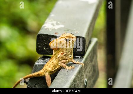 Wild green basilisk lizard resting on a weathered railing in tropical Costa Rica, showing its long tail, scaled body, alert eye and distinctive crest Stock Photo
