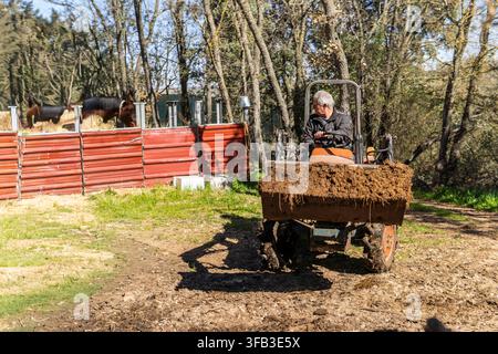 Senior farmer operates a small tractor loaded with manure in a rural field, working near a horse enclosure among trees on a sunny countryside farm. Stock Photo