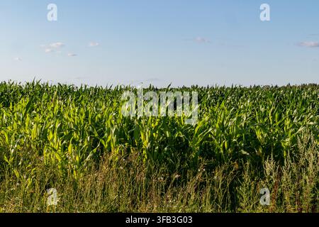 Lush green cornfield stretches across a rural landscape beneath a clear blue summer sky, with wild grasses in the foreground and a distant tree line o Stock Photo