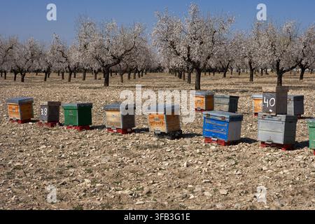 Colorful beehives stand in a dry almond orchard beneath blooming trees in Lleida, Spain, illustrating rural beekeeping, pollination, agriculture and s Stock Photo