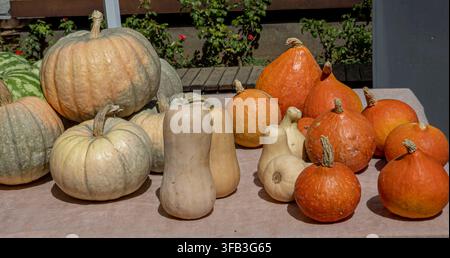 Different types of gourds and squashes are arranged on a table at an outdoor market. Large heirloom pumpkins, butternut squashes, and orange squashes Stock Photo