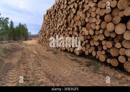 Cut Pine Tree Trunks Stored in Forest After Timber Harvesting Stock Photo