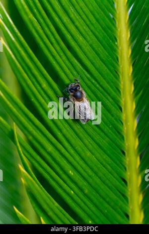 A bee is sitting on a leaf. The leaf is green and has a few brown spots Stock Photo