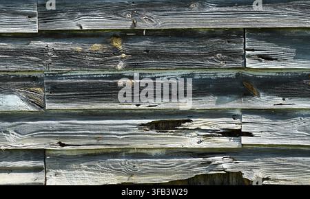 Weather beaten clapboard wood siding with natural patina showing cracked paint raised grain rotten areas with holes and embedded copper bullets Stock Photo