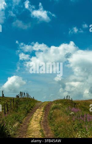 Dirt track winding through grassy fields in summer. Auvergne. France Stock Photo