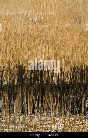 Harvested wheat stalks dry in summer daylight Stock Photo