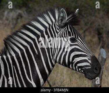 Close-up portrait of a zebra showing its distinctive black and white stripes and mane in Kruger National Park, South Africa. Stock Photo