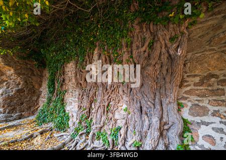 Thick Gnarled Tree Roots and Green Ivy Growing Over Ancient Stone Wall Organic Nature Overgrown Masonry Architecture Background Texture in Autumn Fore Stock Photo