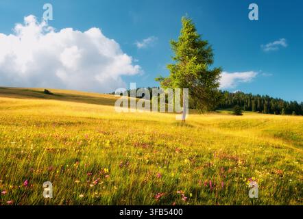 Single green larch tree on blooming wildflower meadow hill Stock Photo