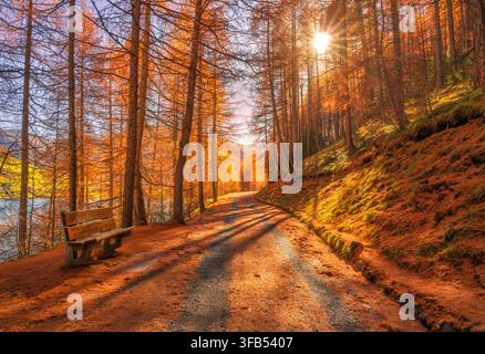 Wooden bench on trail path through golden larch forest in autumn Stock Photo