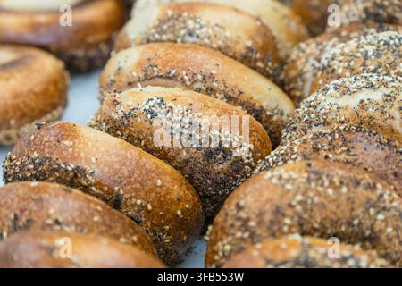 Close-up of rows of freshly baked everything bagels with selective focus. Stock Photo