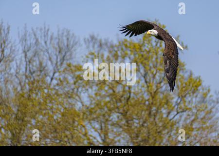 A horizontal close up wildlife photograph of an adult Bald Eagle (Haliaeetus leucocephalus) soaring through the air with its wings curved downward aga Stock Photo