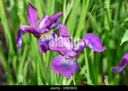 pink /purple early summer flowers of Siberian iris, iris sibirica Sparkling Rose UK garden May Stock Photo