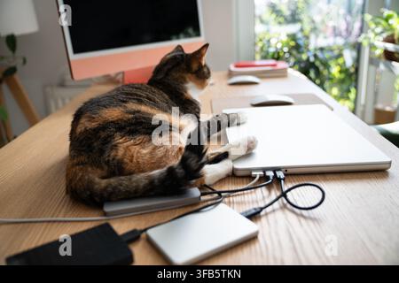 Calico cat resting on laptop and office desk near computer, misses its owner and looking at window Stock Photo