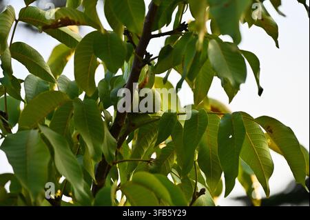 A photograph of unripe green walnuts hanging on a branch of a walnut tree surrounded by lush green leaves in natural daylight. Stock Photo