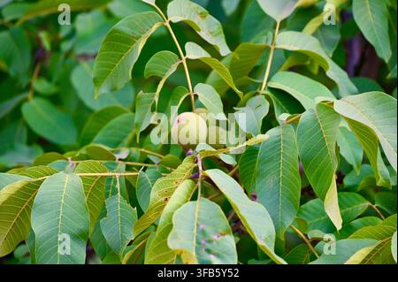 A photograph of unripe green walnuts hanging on a branch of a walnut tree surrounded by lush green leaves in natural daylight. Stock Photo