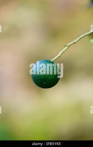 A vertical macro photograph of a single small unripe green mandarin hanging on a thin twig, isolated against a softly blurred natural background. Stock Photo