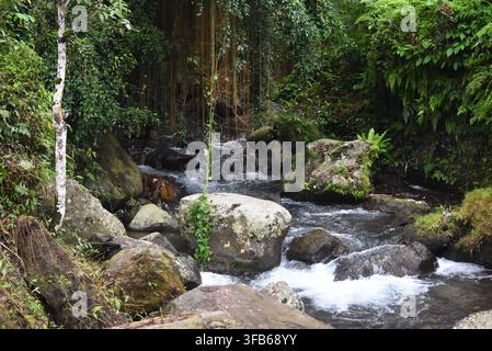 A wild mountain stream rushes over large mossy boulders beneath hanging banyan roots in a dense Balinese rainforest gorge. Stock Photo