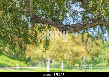 A tree branch with green leaves hangs over a blurred background of trees and grass at a park in Fullerton, California Stock Photo