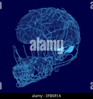 A detailed blueprint of the human brain anatomy, highlighting its complex structure, neural pathways, and surrounding muscular systems within the head Stock Vector