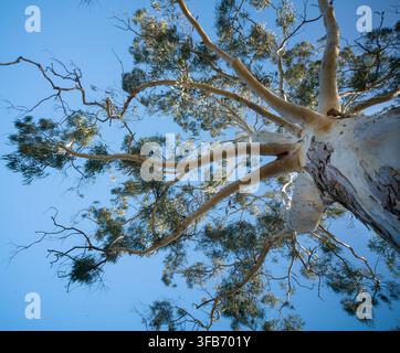 Low angle worm's eye view looking directly up through the canopy of a large smooth-barked eucalyptus tree. The white trunk and multiple major branches Stock Photo
