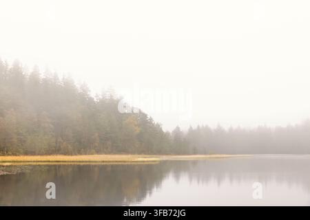 Calm lake surrounded by tall trees partially covered in dense fog with soft reflections on the water Stock Photo